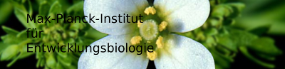 Entwicklungsbiologie