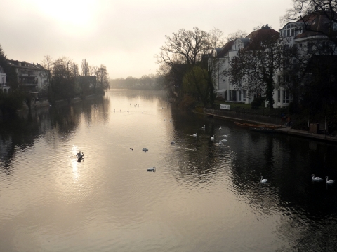 Cygnes sur la rivière dans la lumière du matin