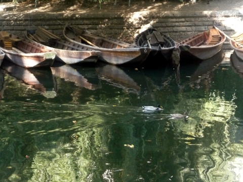 Deux canards