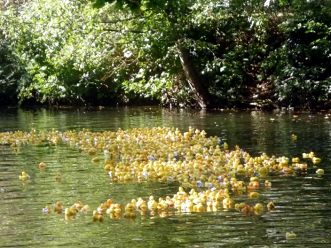 Flotille de canards en plastique jaunes