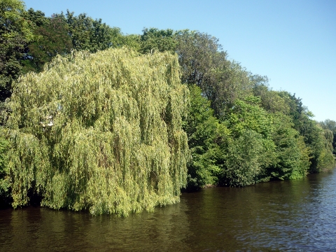 La Spree
