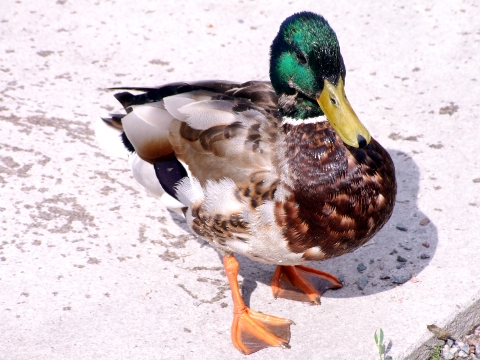 canard