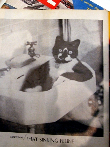 This sinking feline