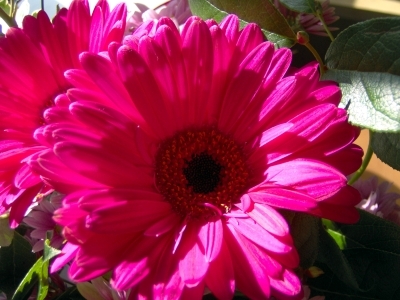 Une fleur rouge...